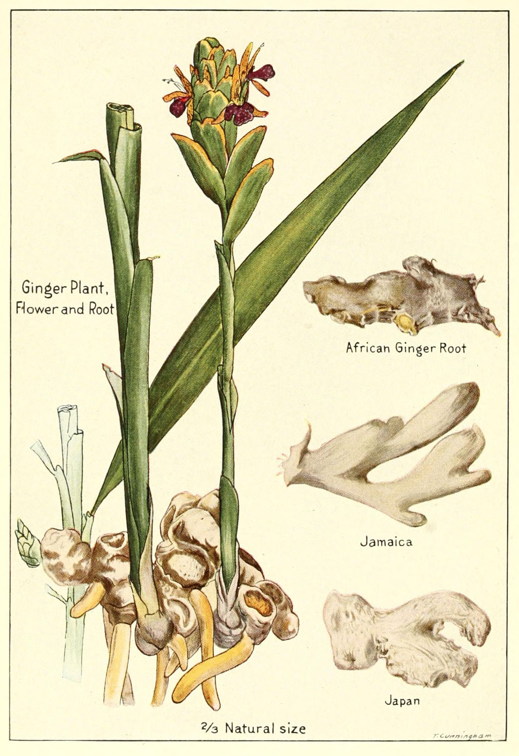 Plant-illustration-of-Ginger