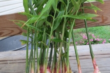 Ginger-plant