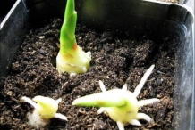 Ginger-seedlings
