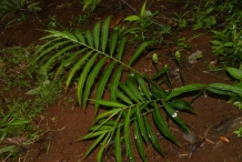 Leaves-of-Ginger