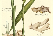 Plant-illustration-of-Ginger