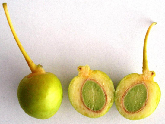 Ginkgo-biloba-fruit-cut