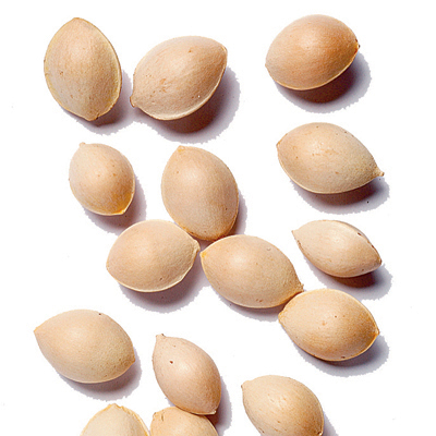 Ginkgo-biloba-seeds