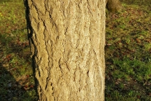 Ginkgo-biloba-bark