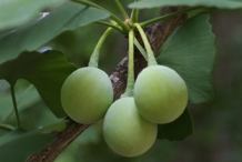 Ginkgo-biloba-cone-female
