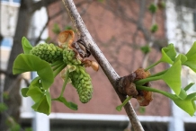 Ginkgo-biloba-cone-male