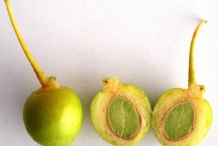 Ginkgo-biloba-fruit-cut