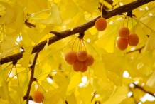 Ginkgo-biloba-fruit