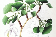 Ginkgo-biloba-illustration