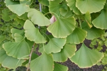Ginkgo-biloba-leaves