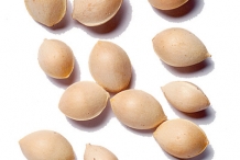 Ginkgo-biloba-seeds