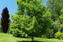 Ginkgo-biloba-tree