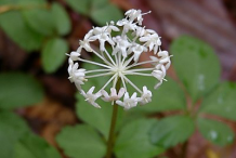 Ginseng-Flower