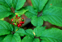 Ginseng-Fruit