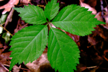 Ginseng-Leaf