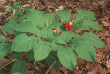Ginseng-Plant