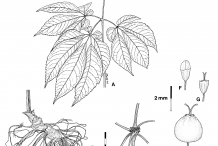 Ginseng-plant-Illustration