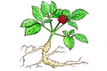Ginseng-plant-drawing
