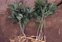 Whole-Ginseng-plant