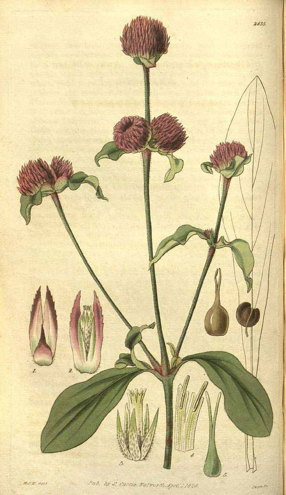 Plant-Illustration-of-Globe-Amaranth
