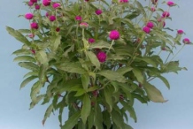 Globe-Amaranth-plant-grown-on-the-pot