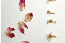 Seeds-of-Globe-Amaranth