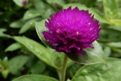 Flower-of-Globe-Amaranth