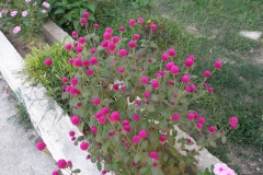 Globe-Amaranth-Plant