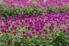 Globe-Amaranth-farming