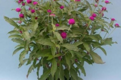 Globe-Amaranth-plant-grown-on-the-pot