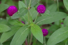 Leaves-of-Globe-Amaranth