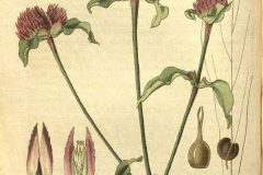 Plant-Illustration-of-Globe-Amaranth