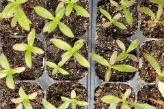Saplings-of-Globe-Amaranth
