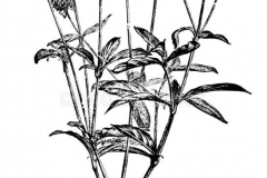 Sketch-of-Globe-Amaranth