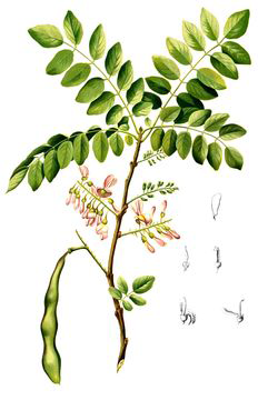 Plant-Illustration-of-Glory-Cedar-plant