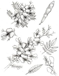 Sketch-of-Glory-Cedar-plant