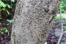 Bark-of-Glory-Cedar-plant