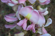 Closer-view-of--Glory-Cedar-flower