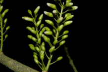 Flowering-buds-of-Glory-Cedar-plant