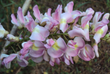 Glory-Cedar-Flower