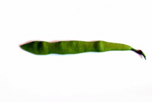 Glory-Cedar-Pods