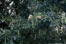 Glory-Cedar-fruit-on-the-tree