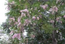 Glory-Cedar-plant