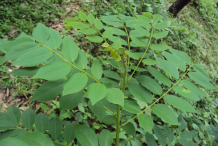 Leaves-of-Glory-Cedar-plant