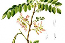 Plant-Illustration-of-Glory-Cedar-plant