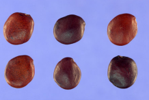 Seeds-of-Glory-Cedar