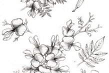 Sketch-of-Glory-Cedar-plant