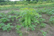 Small-Glory-Cedar-plant