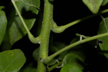 Stem-of-Glory-Cedar-plant