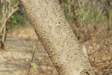 Trunk-of-Glory-Cedar-plant